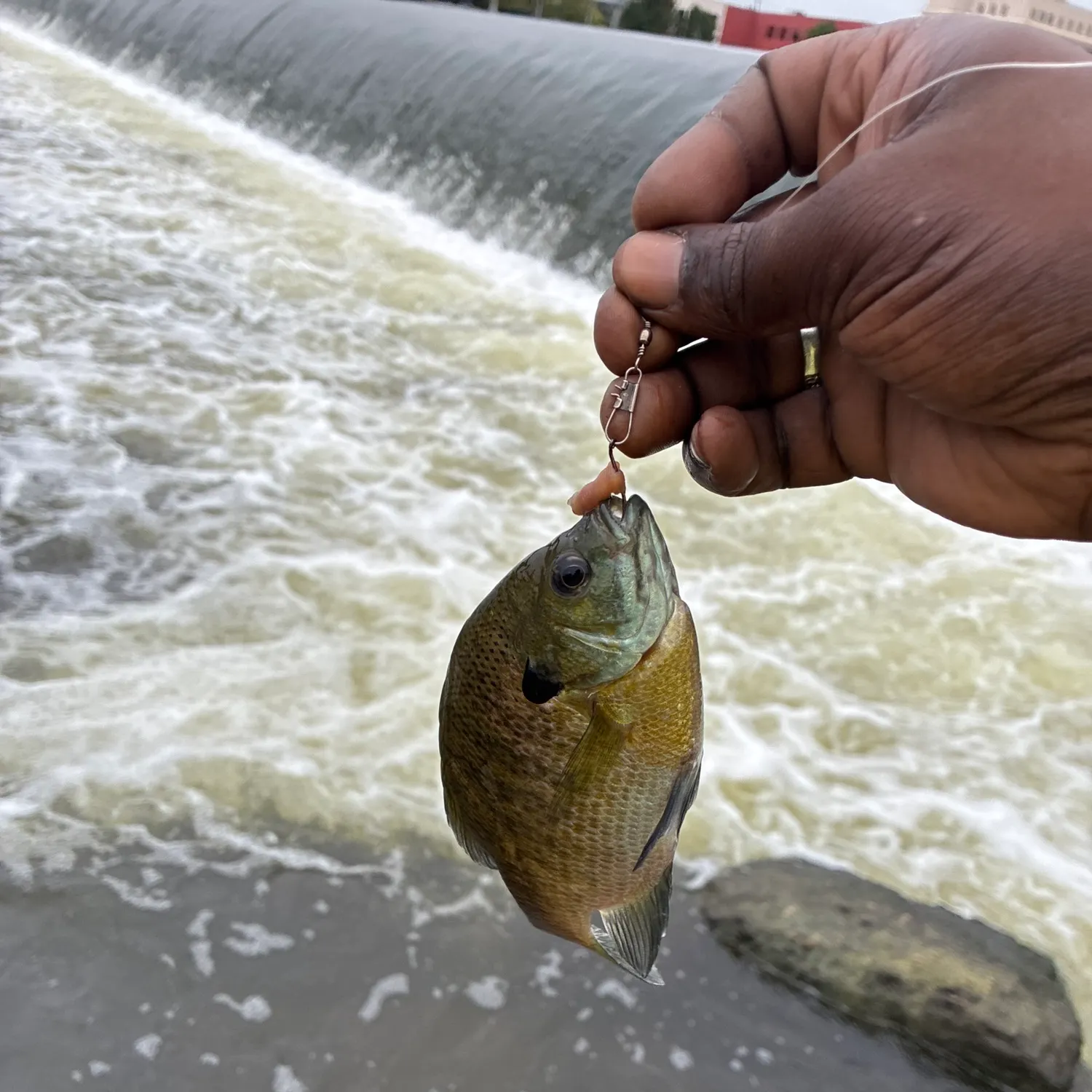 Bluegill caught on Fishbrain