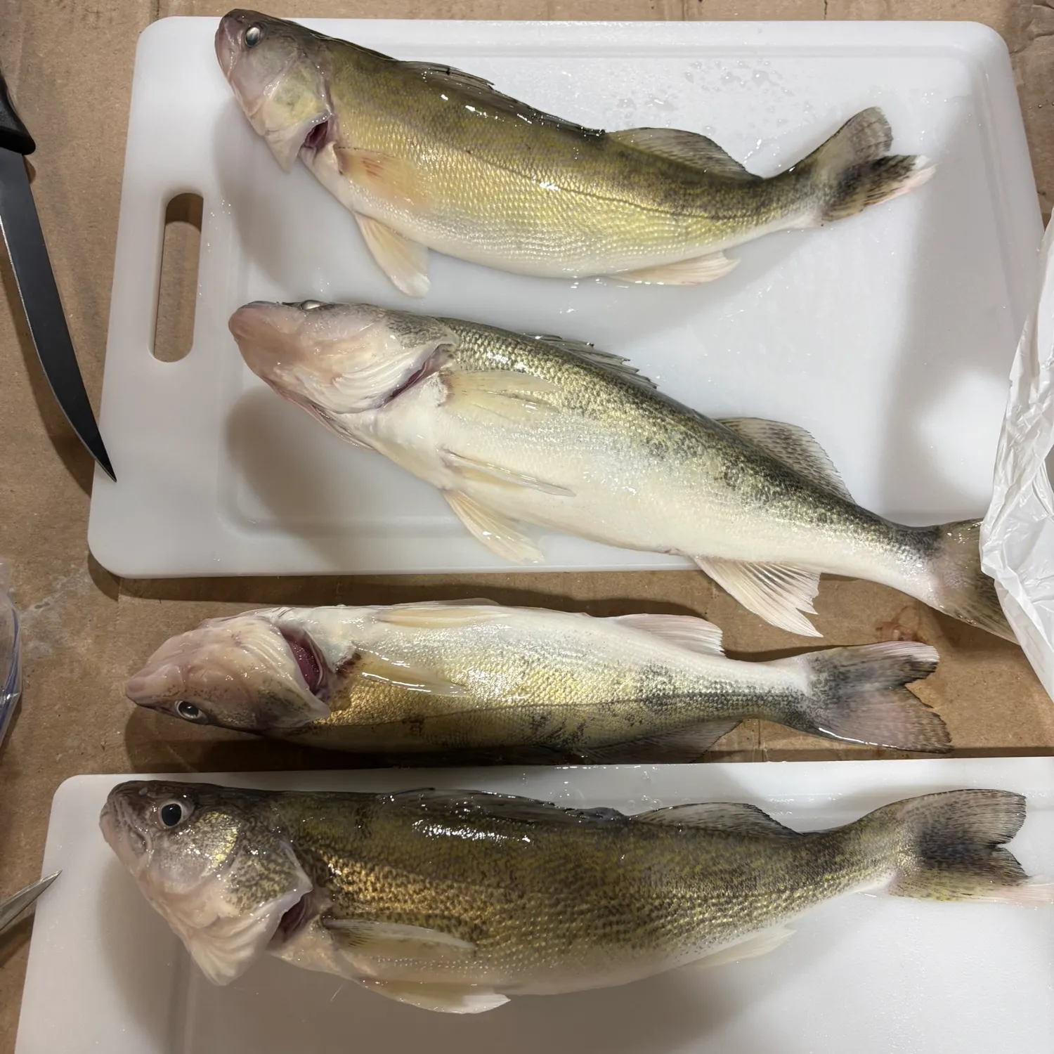 recently logged catches