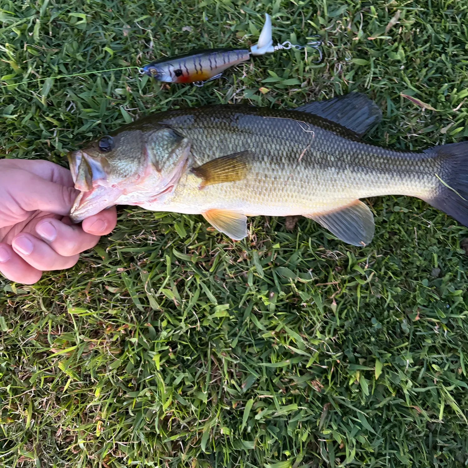 Largemouth bass caught on Fishbrain