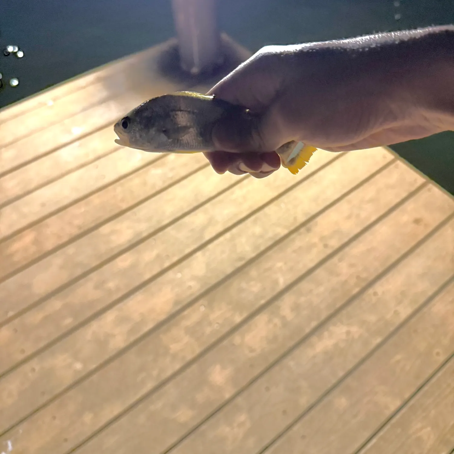 American shad caught on Fishbrain
