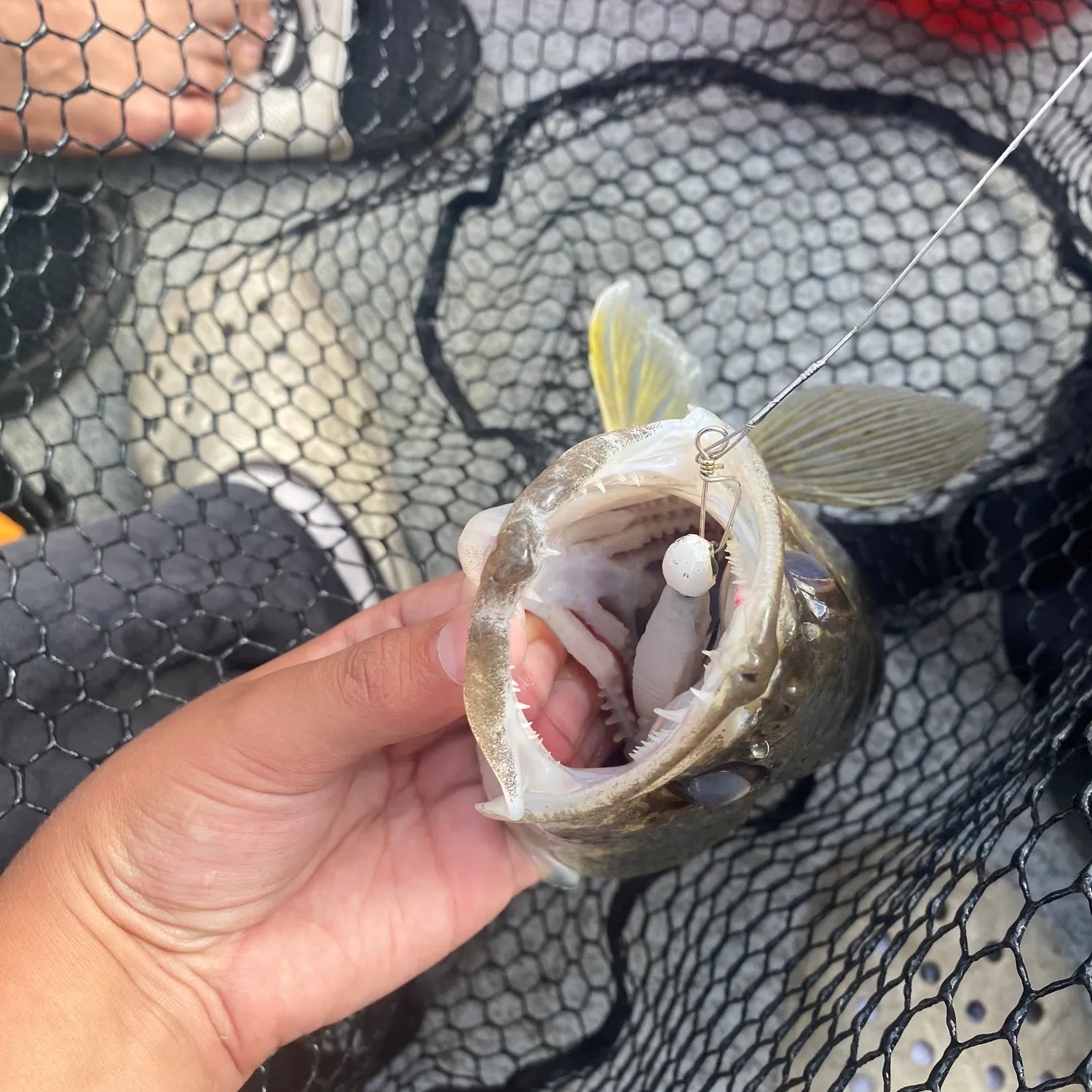Walleye caught on Fishbrain