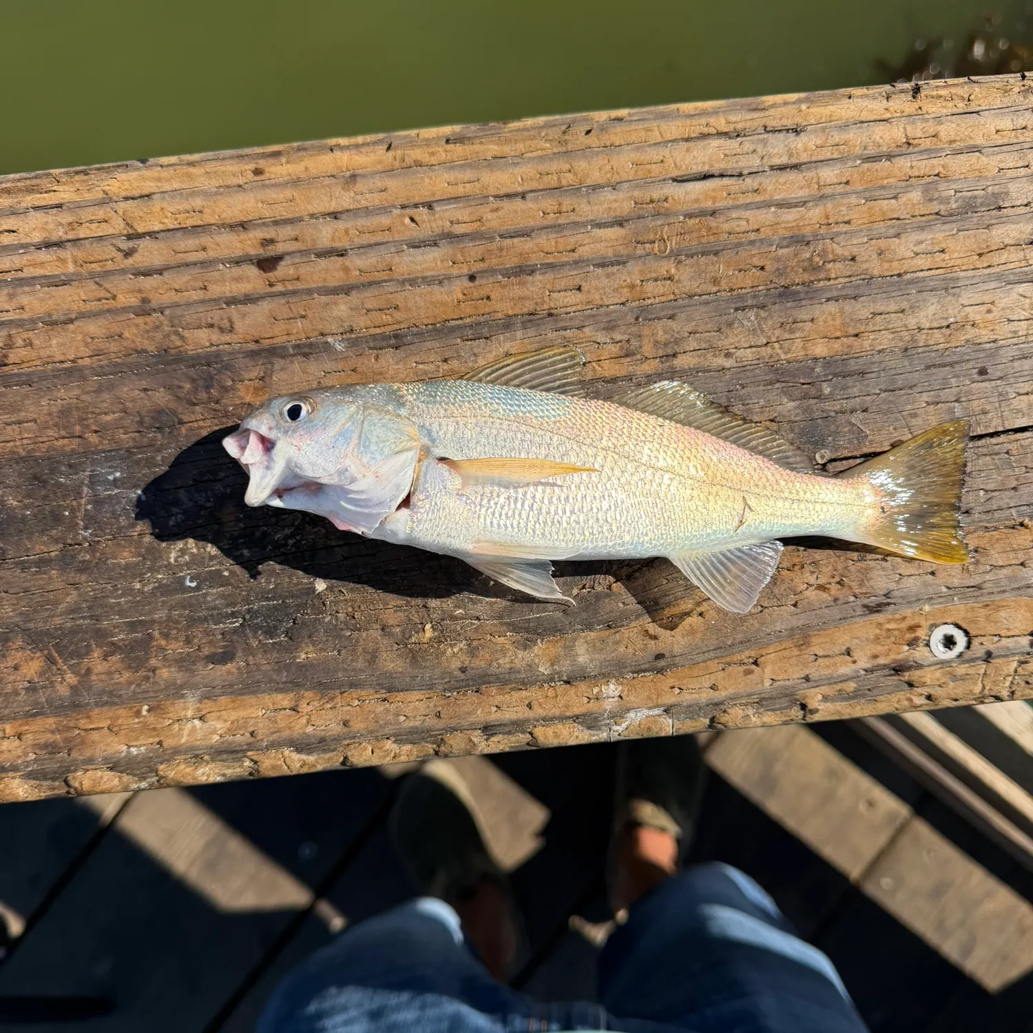 White croaker caught on Fishbrain