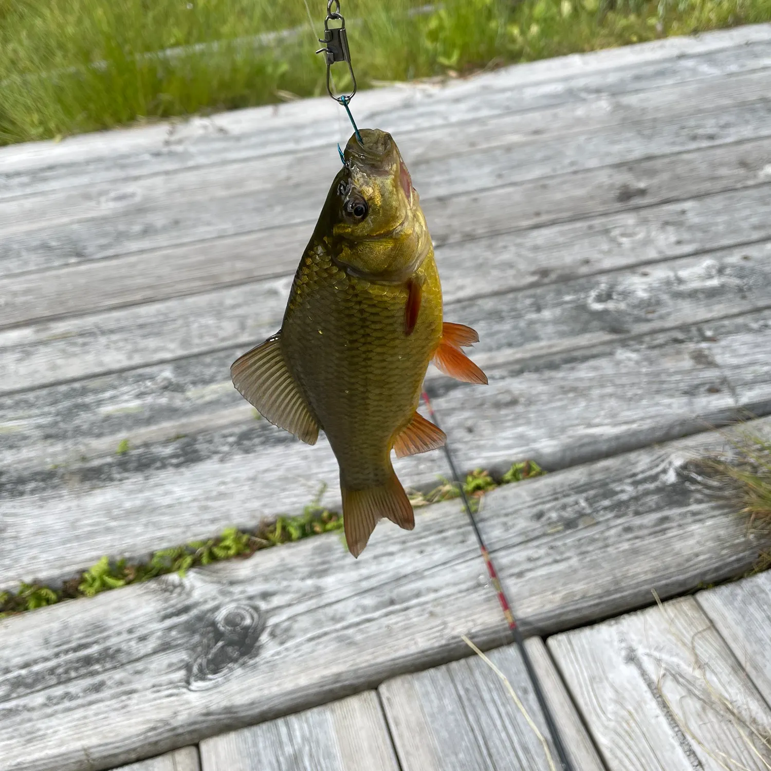 Crucian carp caught on Fishbrain