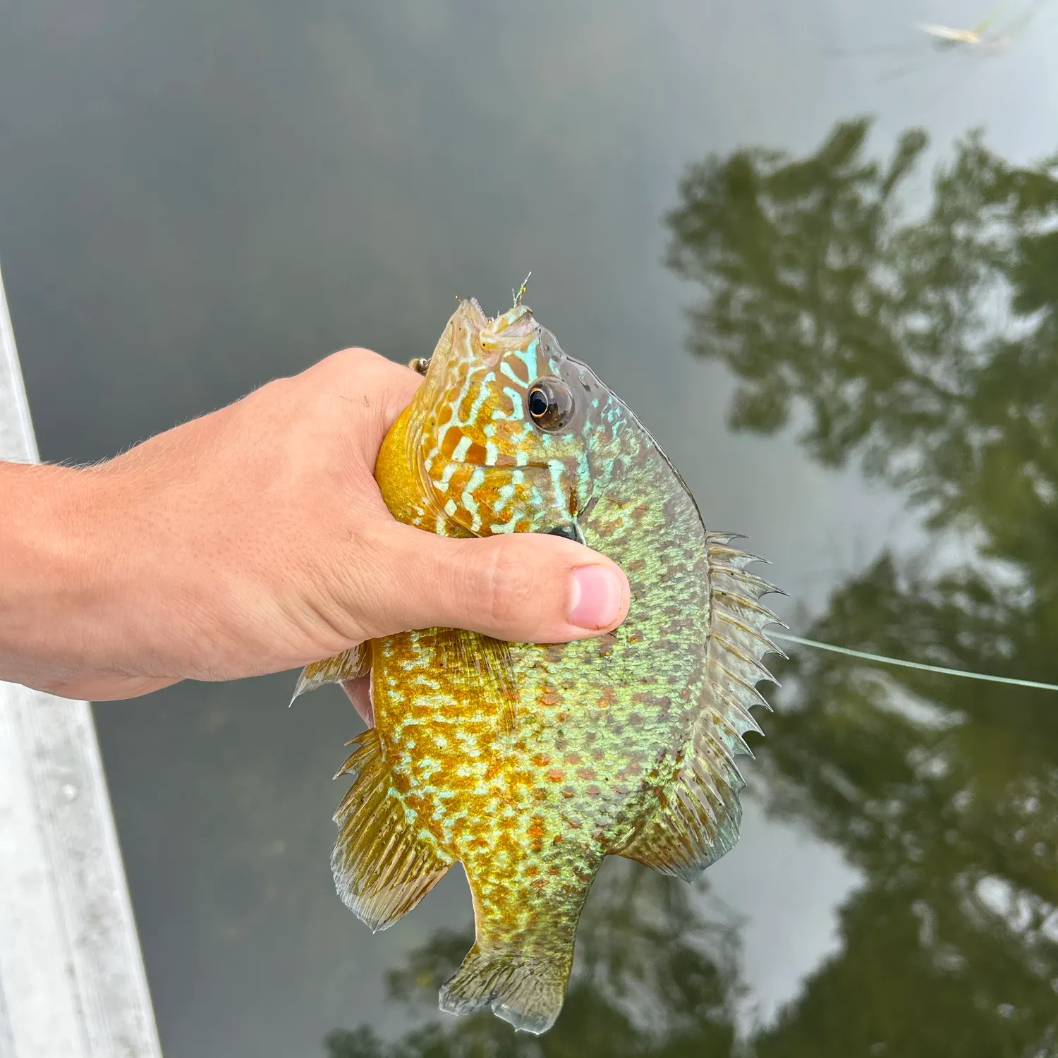 Pumpkinseed caught on Fishbrain