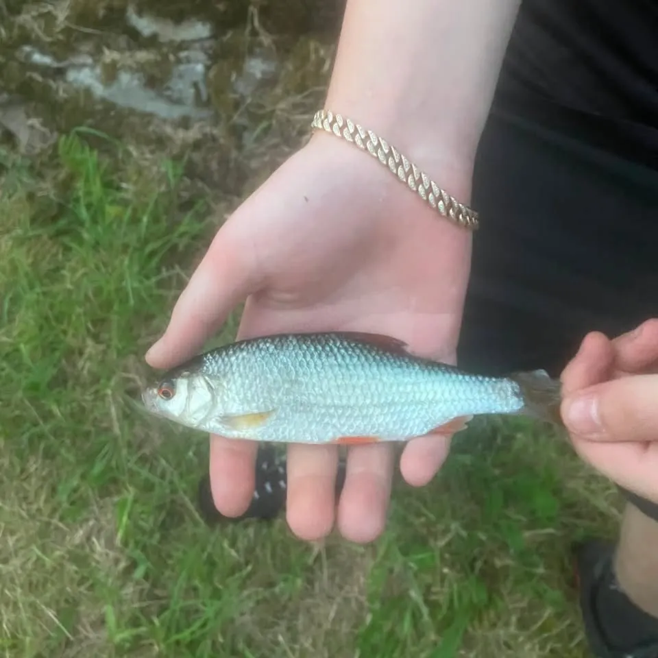 Common roach caught on Fishbrain