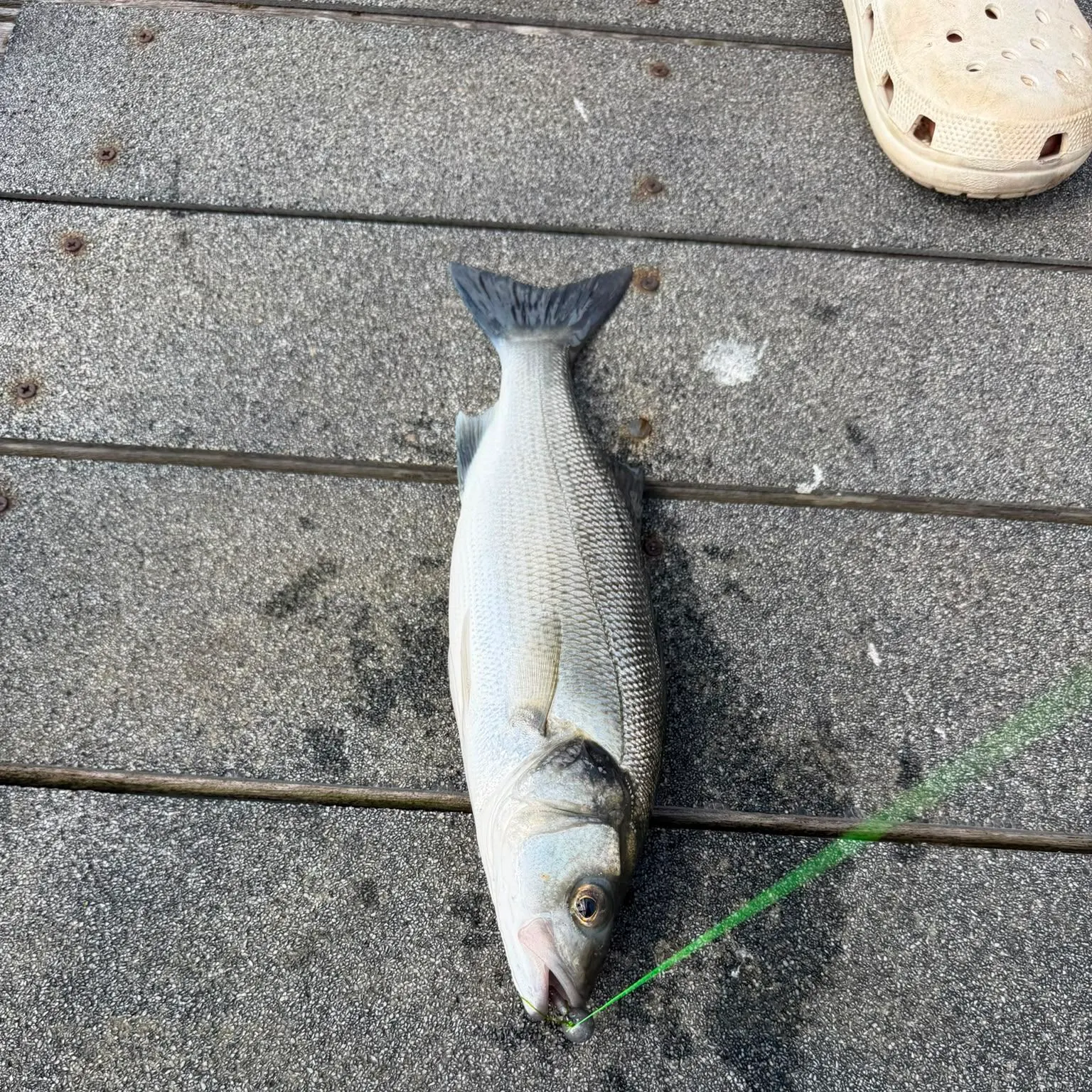 The most recent Thicklip grey mullet catches on Fishbrain