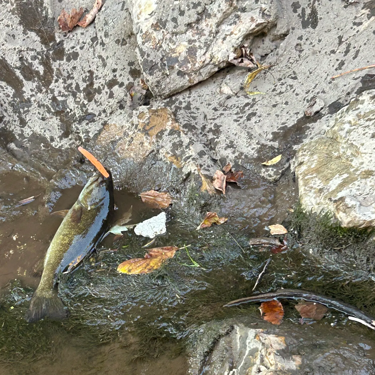 Smallmouth bass caught on Fishbrain