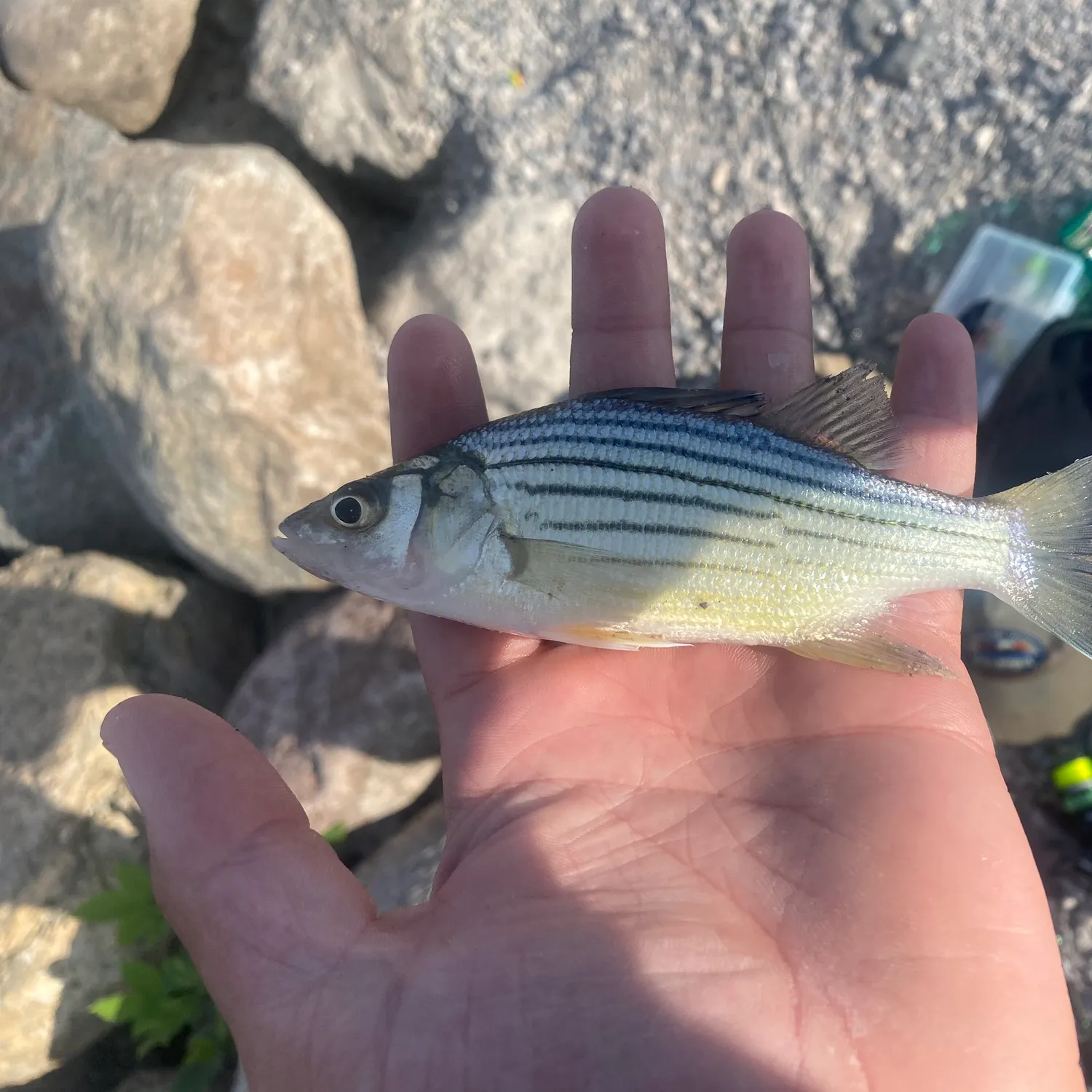 White bass caught on Fishbrain