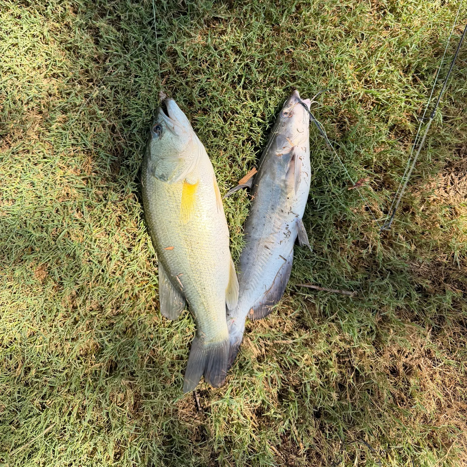 Channel catfish caught on Fishbrain