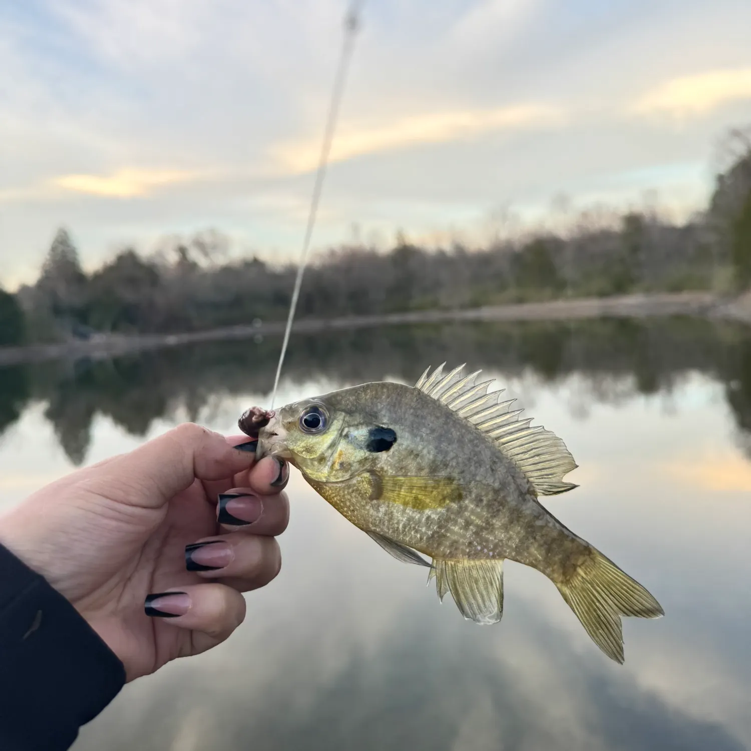 The most recent Bluegill catches on Fishbrain