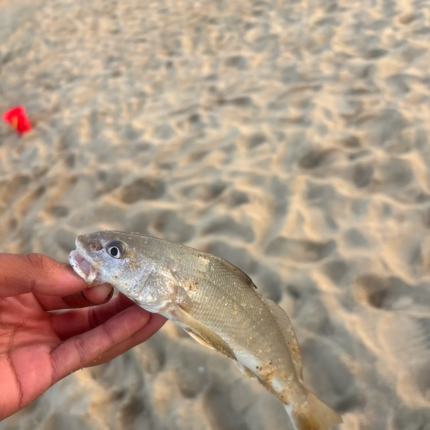 The most recent Gulf kingcroaker catches on Fishbrain