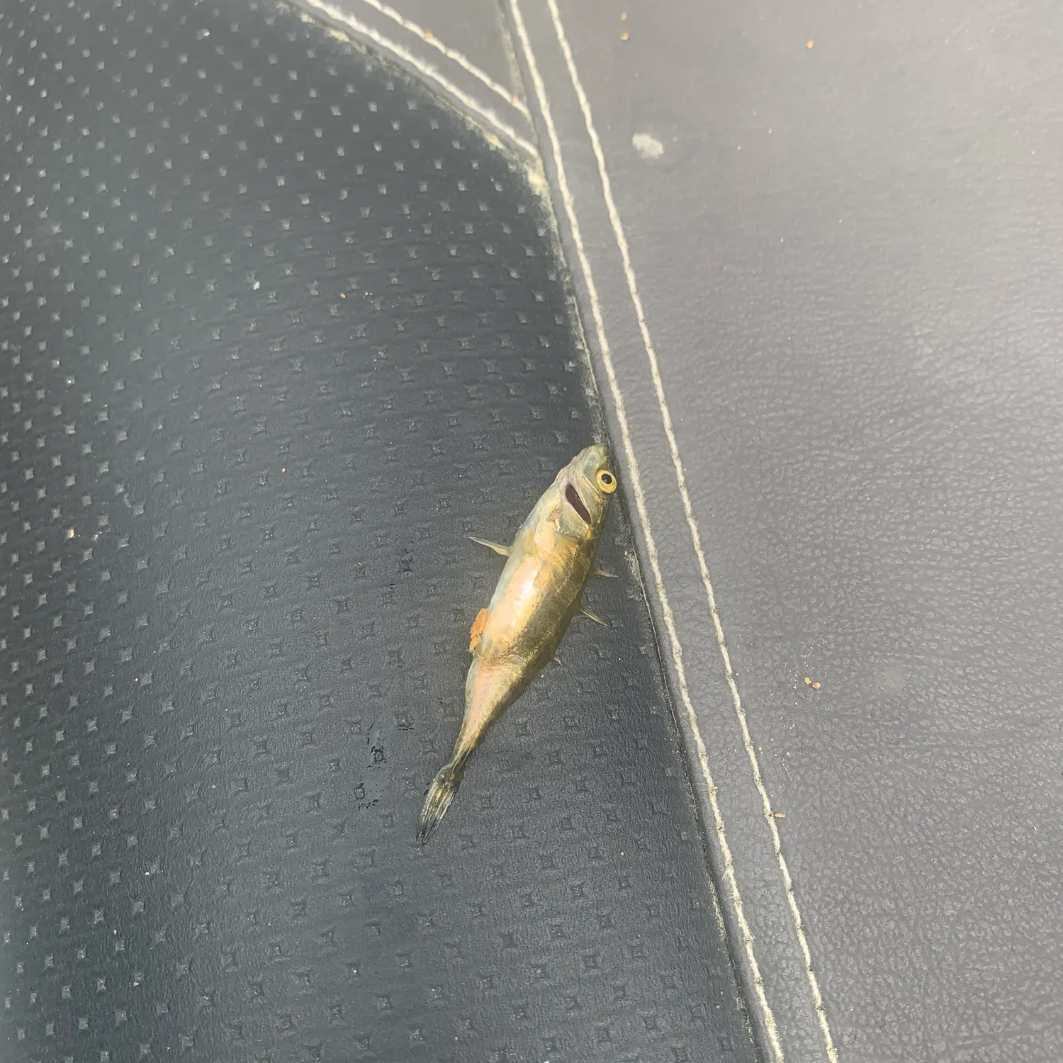 The most recent Three-spined stickleback catches on Fishbrain