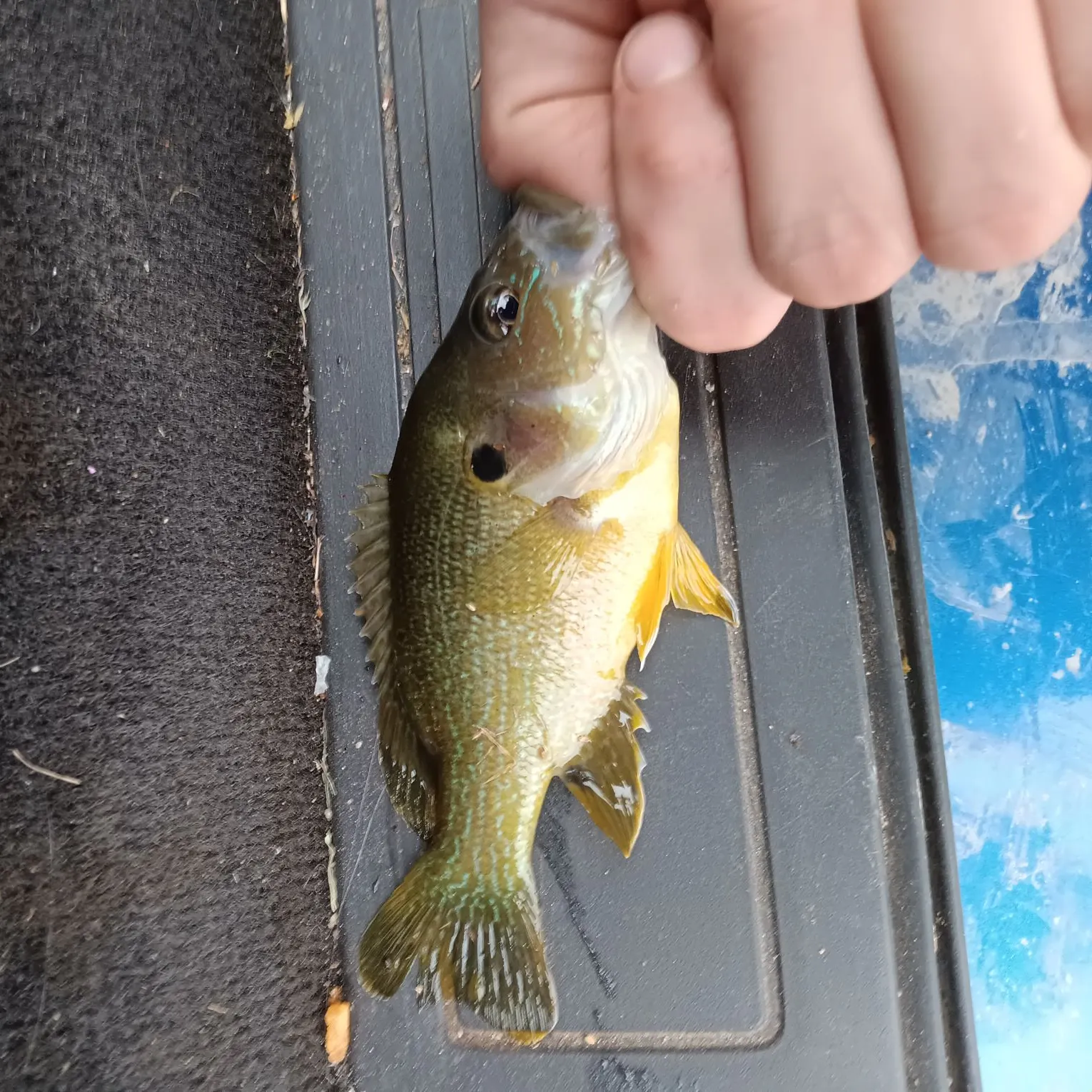Green sunfish caught on Fishbrain