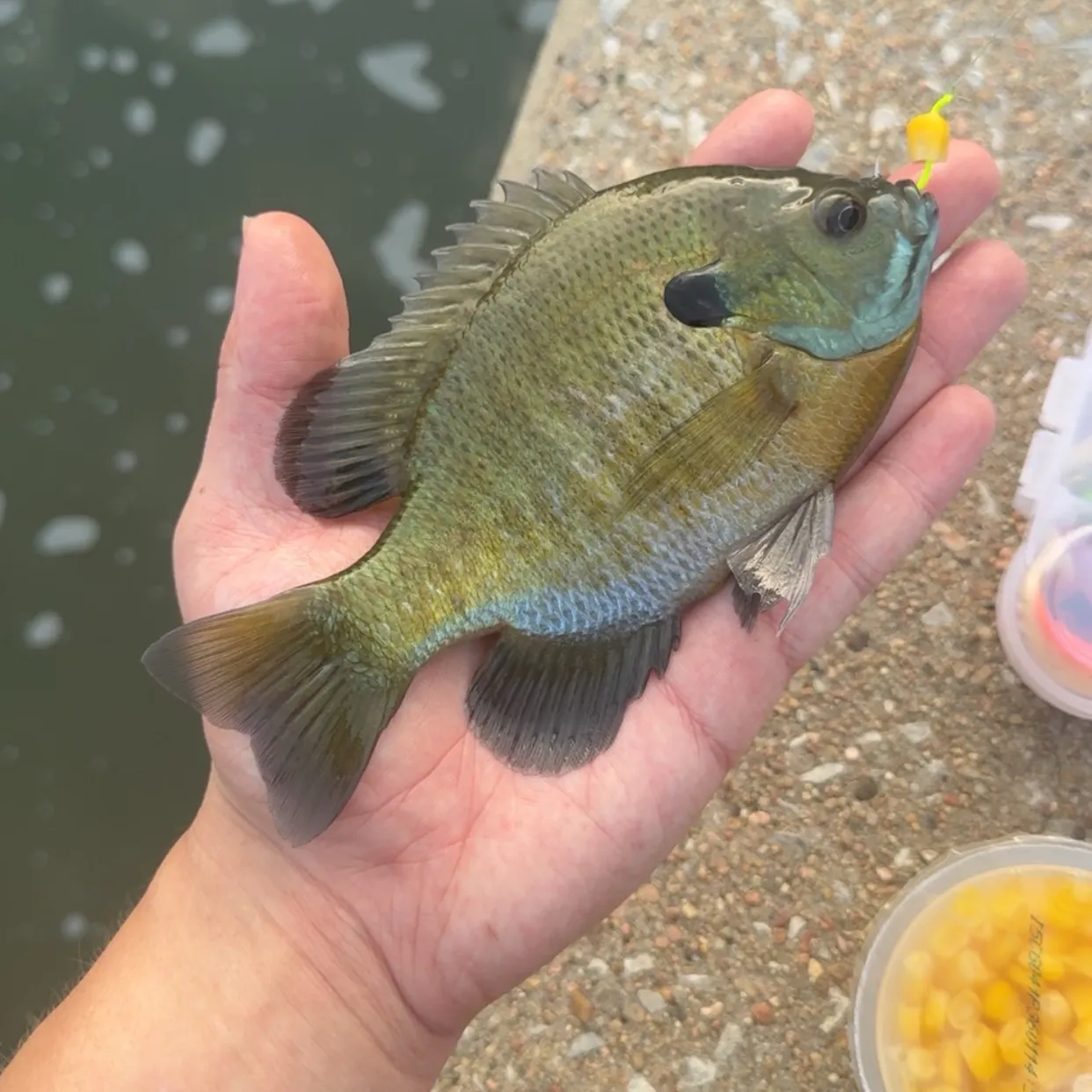 Fish caught on Fishbrain
