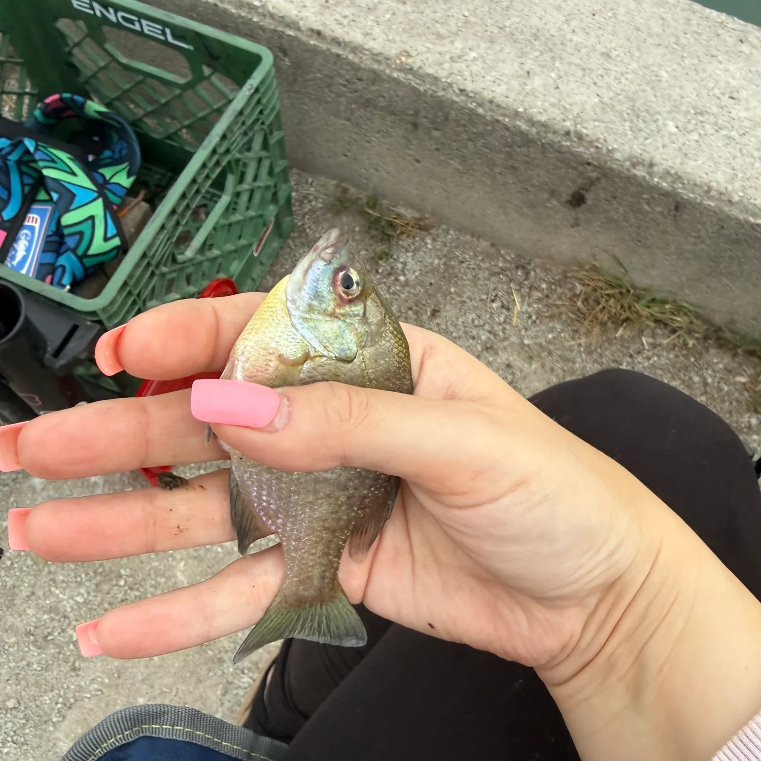 Bluegill caught on Fishbrain