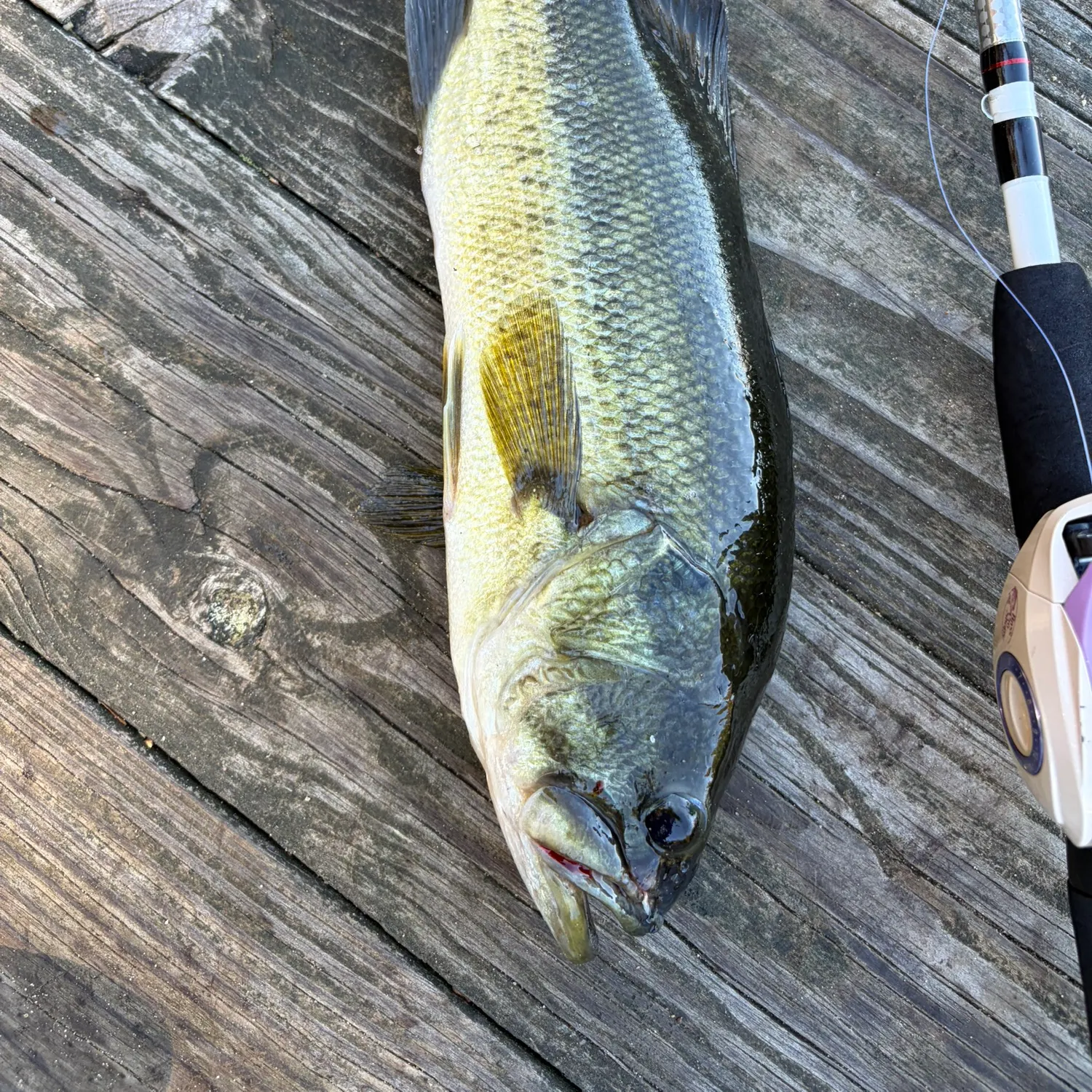 Largemouth bass caught on Fishbrain