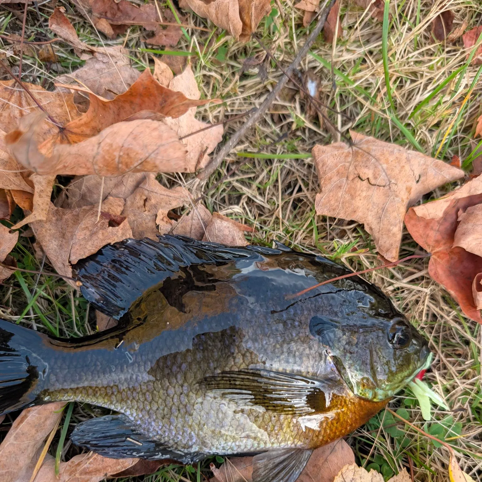 Bluegill caught on Fishbrain
