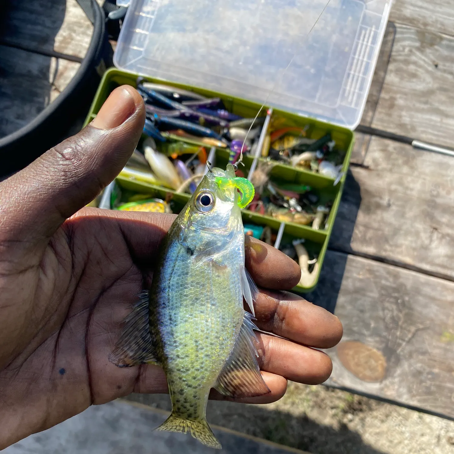 White crappie caught on Fishbrain