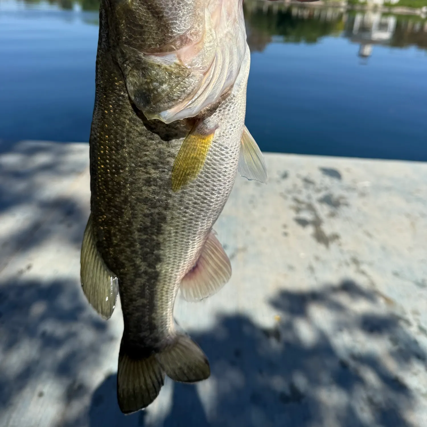 Largemouth bass caught on Fishbrain
