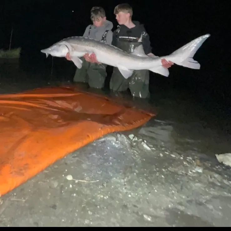 The most recent Russian sturgeon catches on Fishbrain