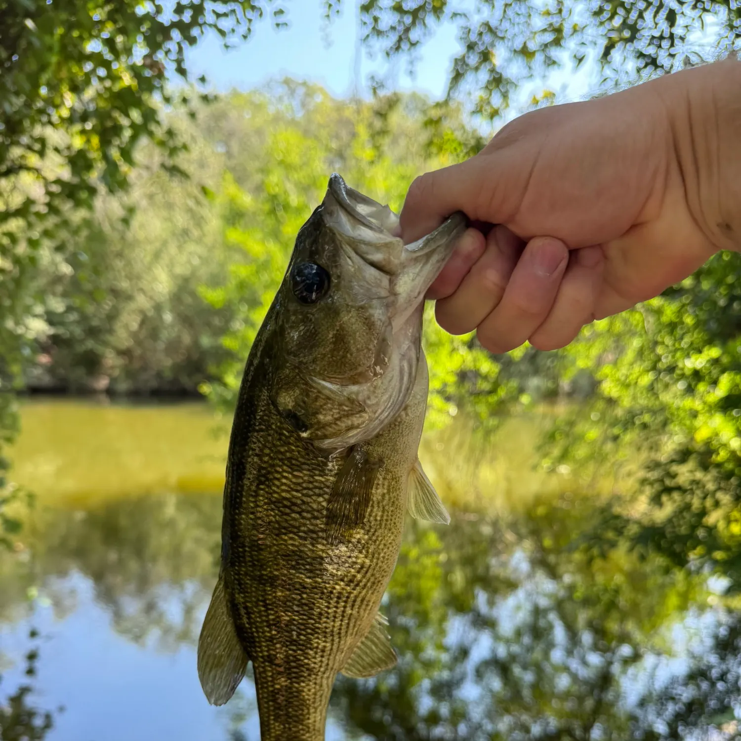 Guadalupe bass caught on Fishbrain