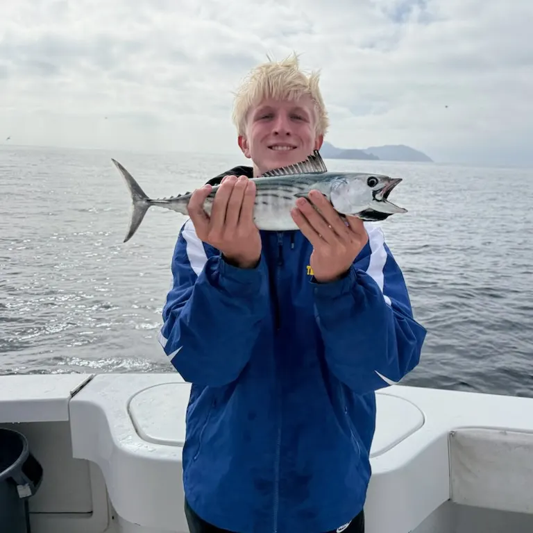 The most recent Pacific bonito catches on Fishbrain