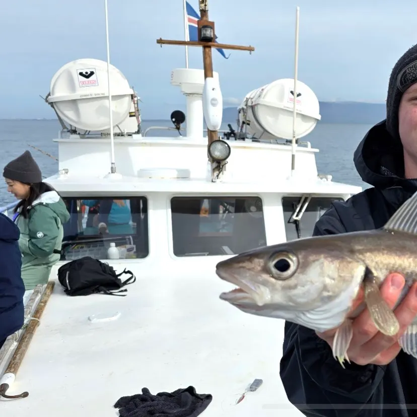 The most recent Haddock catches on Fishbrain