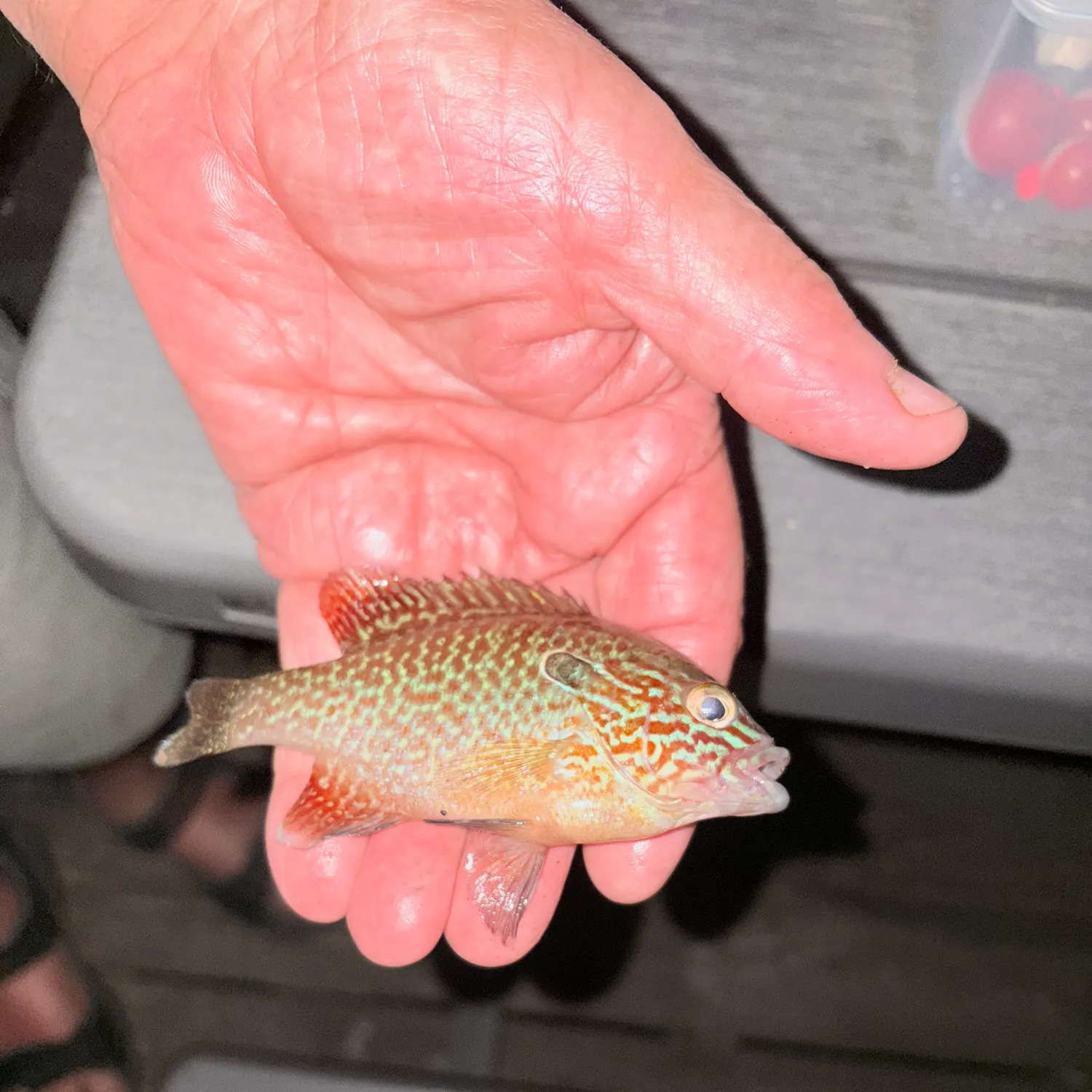 The most recent Longear sunfish catches on Fishbrain