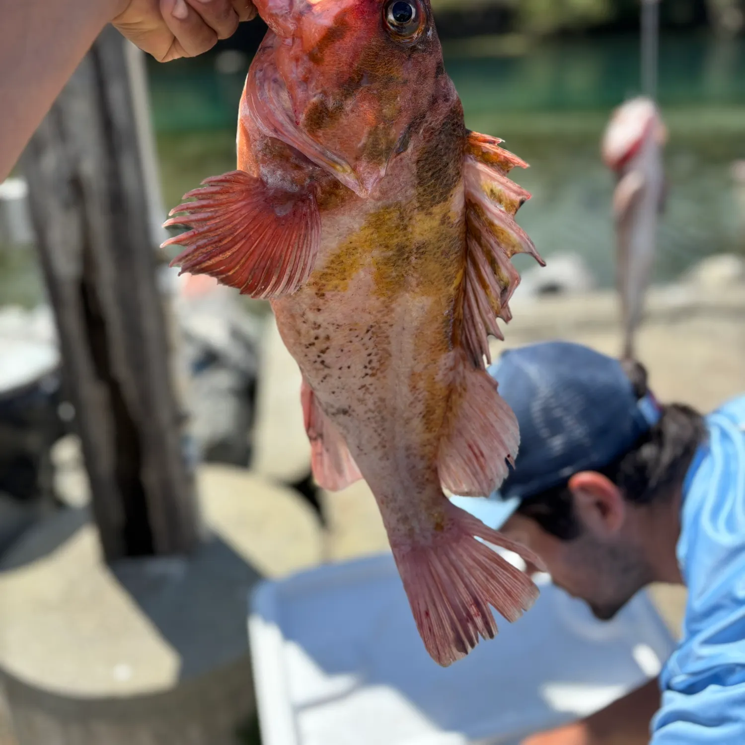 Copper rockfish caught on Fishbrain