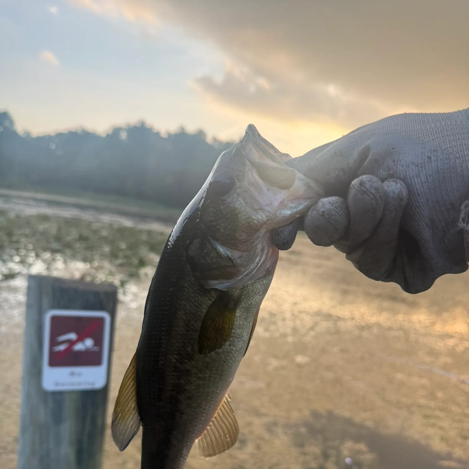 Largemouth bass caught on Fishbrain