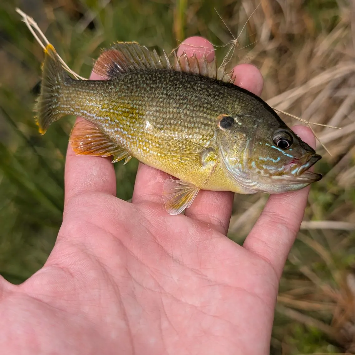 Bluegill caught on Fishbrain