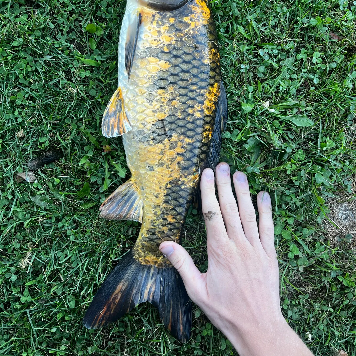 The most recent Koi carp catches on Fishbrain