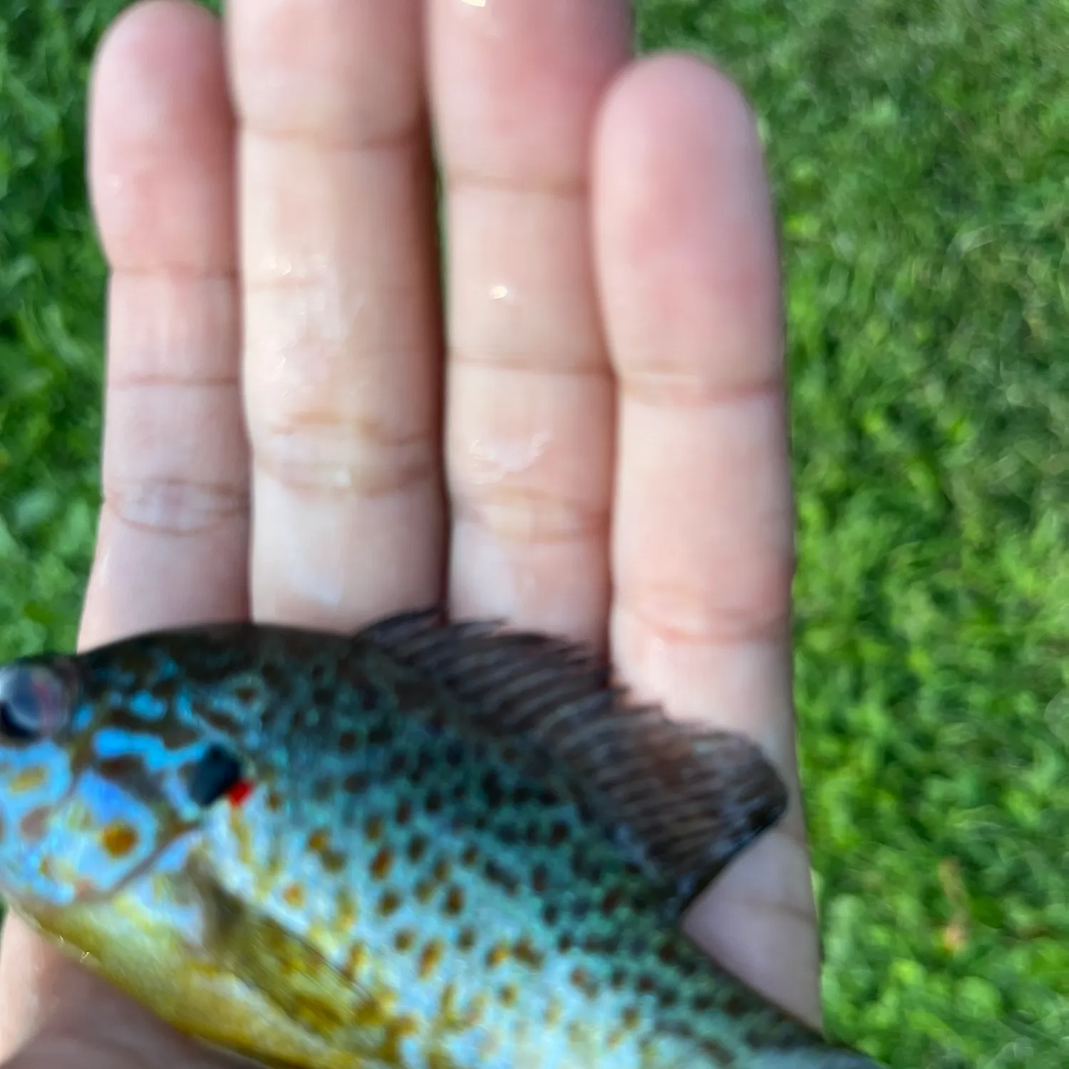Fish caught on Fishbrain