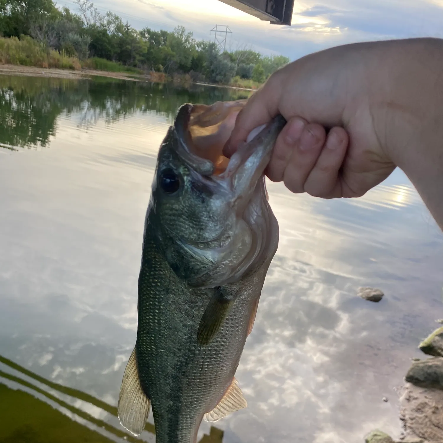 Largemouth bass caught on Fishbrain
