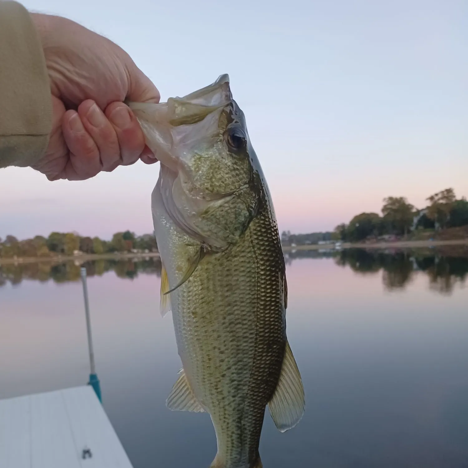 Fish caught on Fishbrain