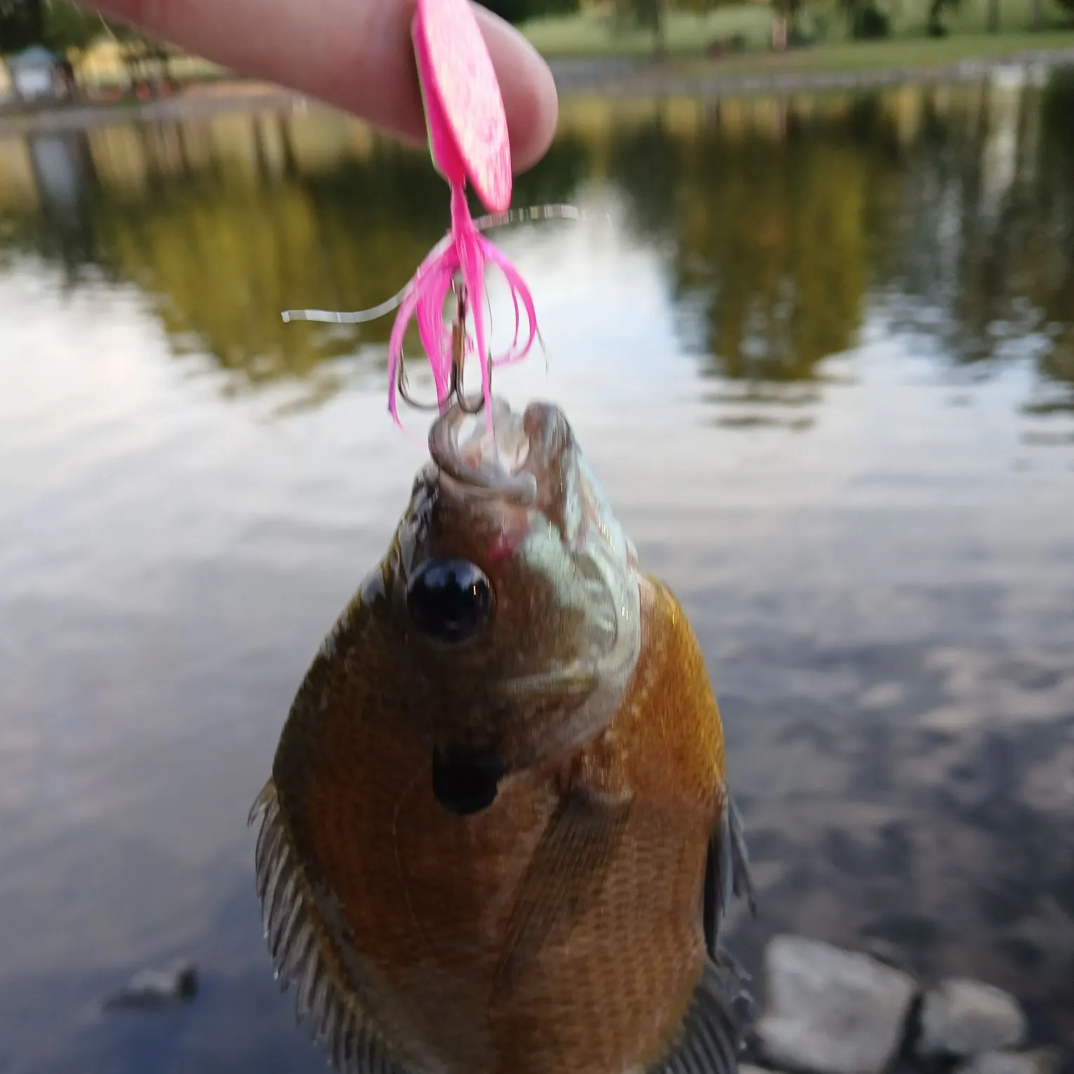 Bluegill caught on Fishbrain