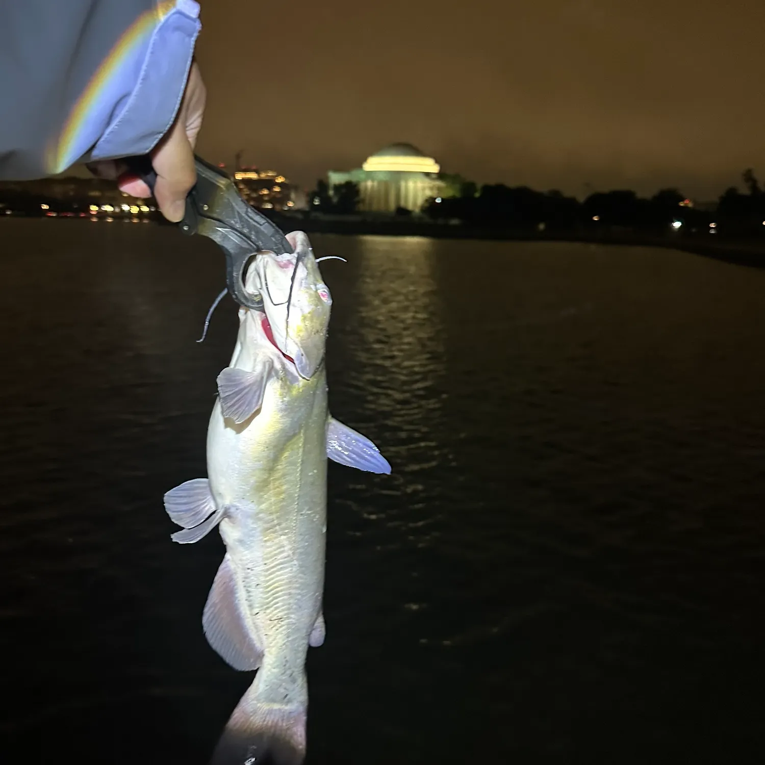 Channel catfish caught on Fishbrain
