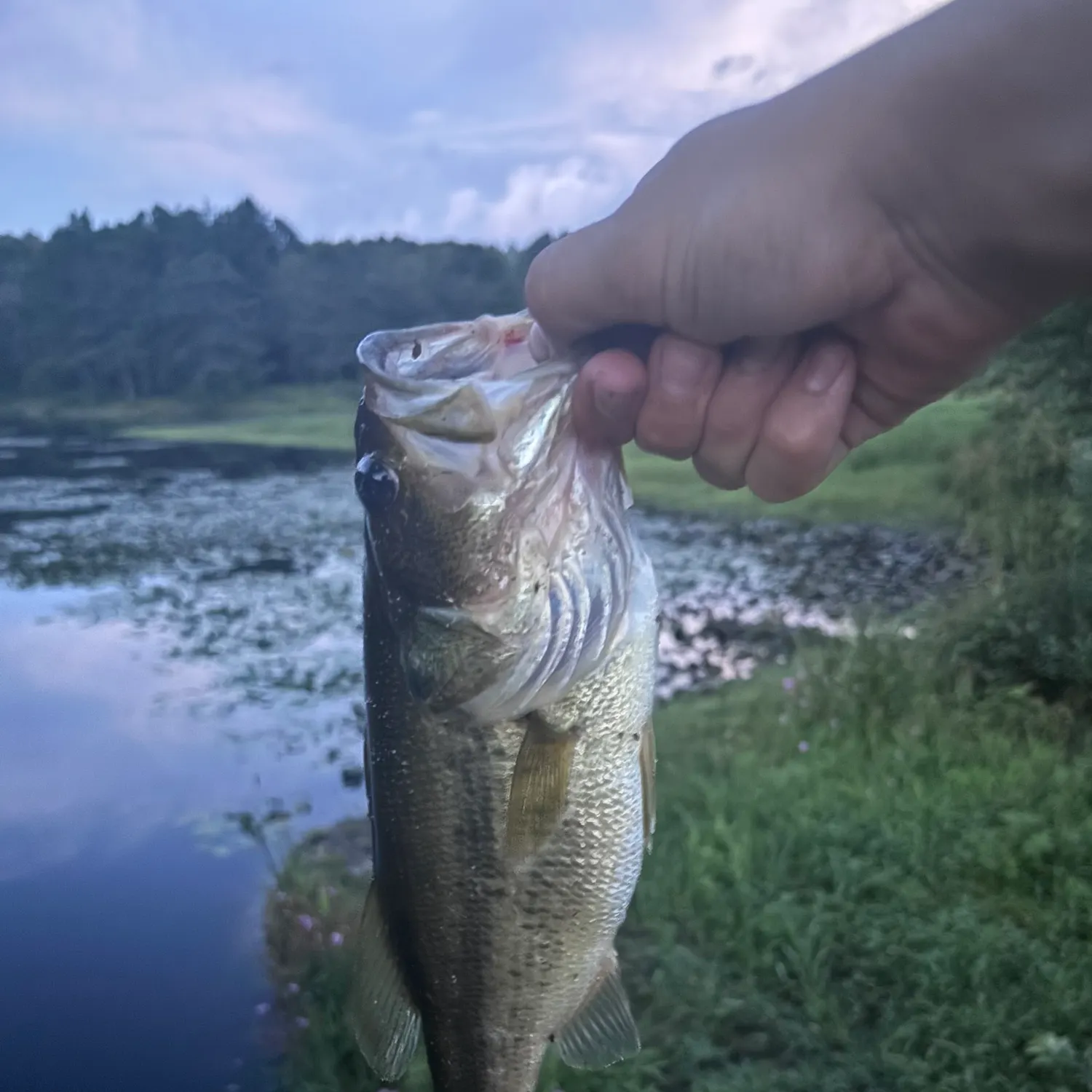 Largemouth bass caught on Fishbrain