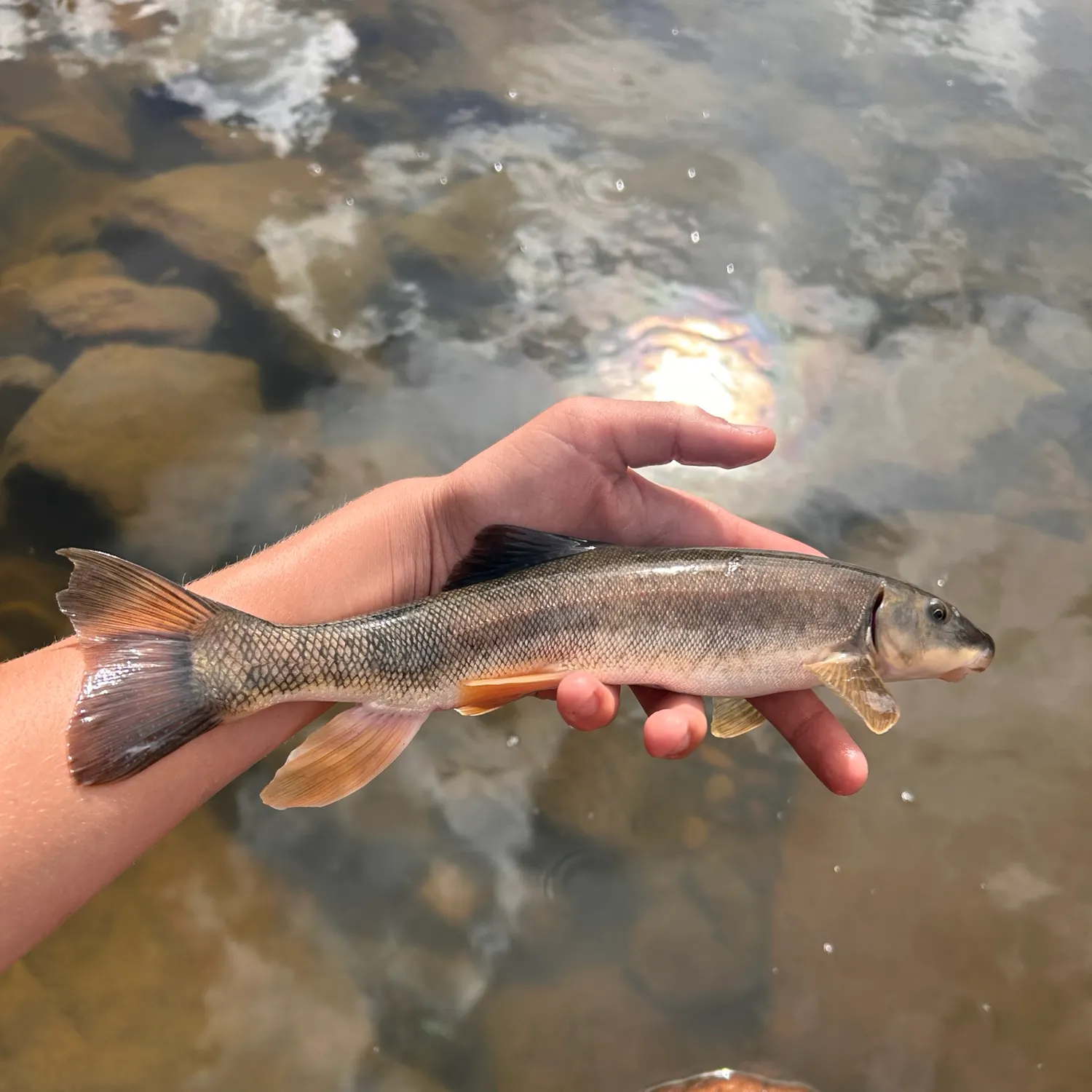 White sucker caught on Fishbrain