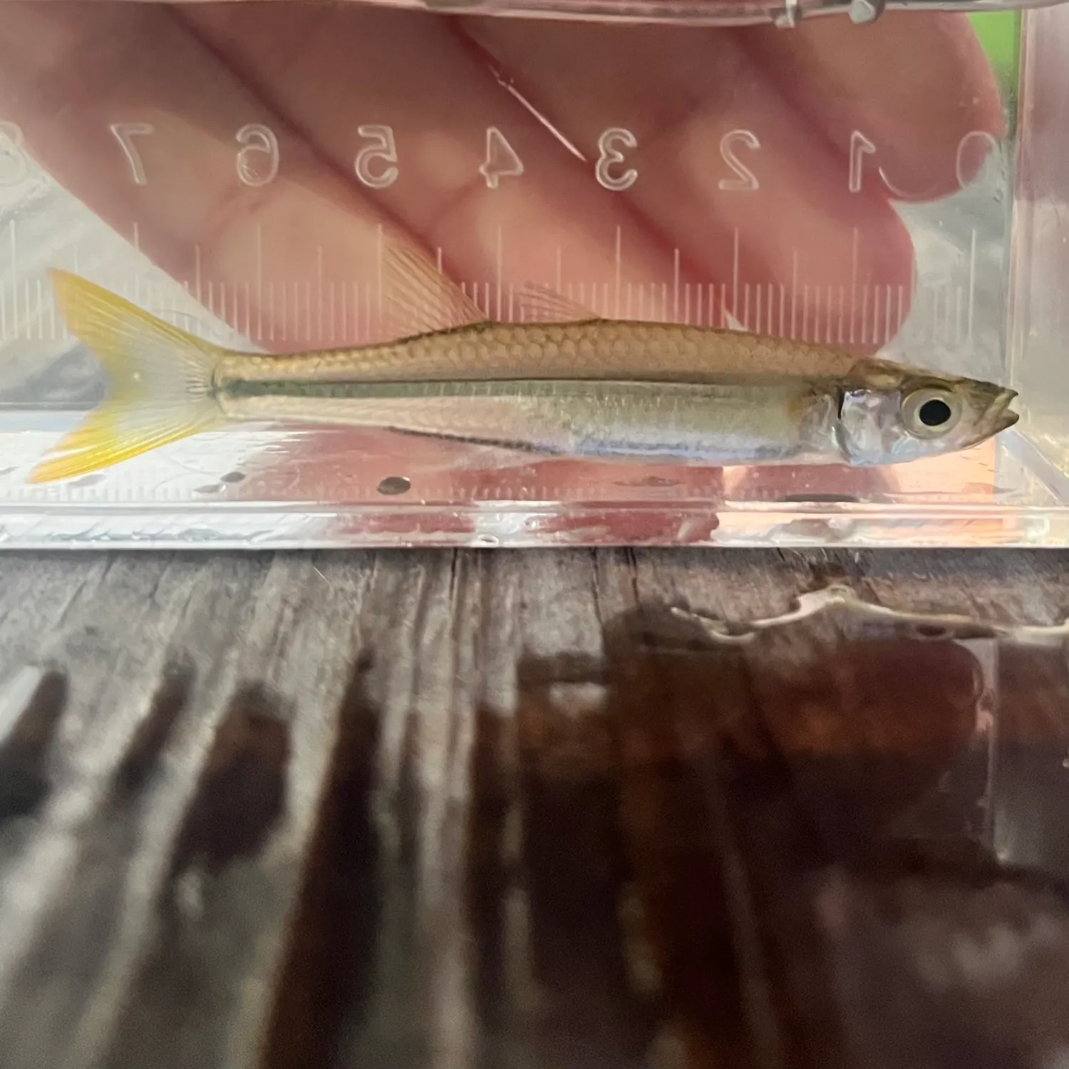 Inland silverside caught on Fishbrain