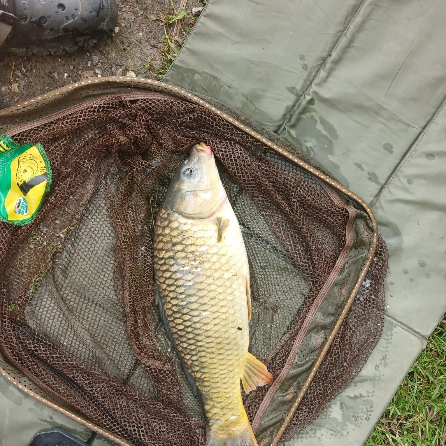 Common carp caught on Fishbrain