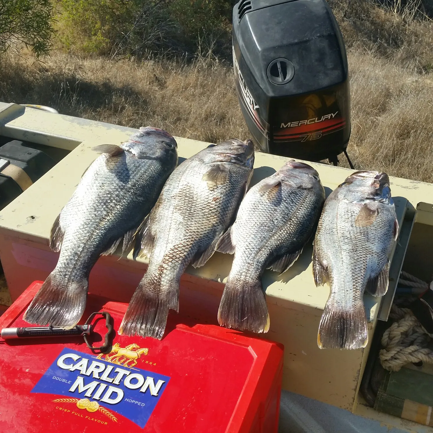 recently logged catches