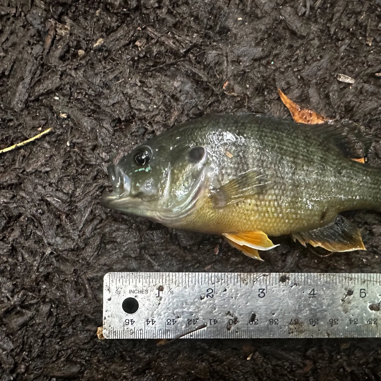 Green sunfish caught on Fishbrain