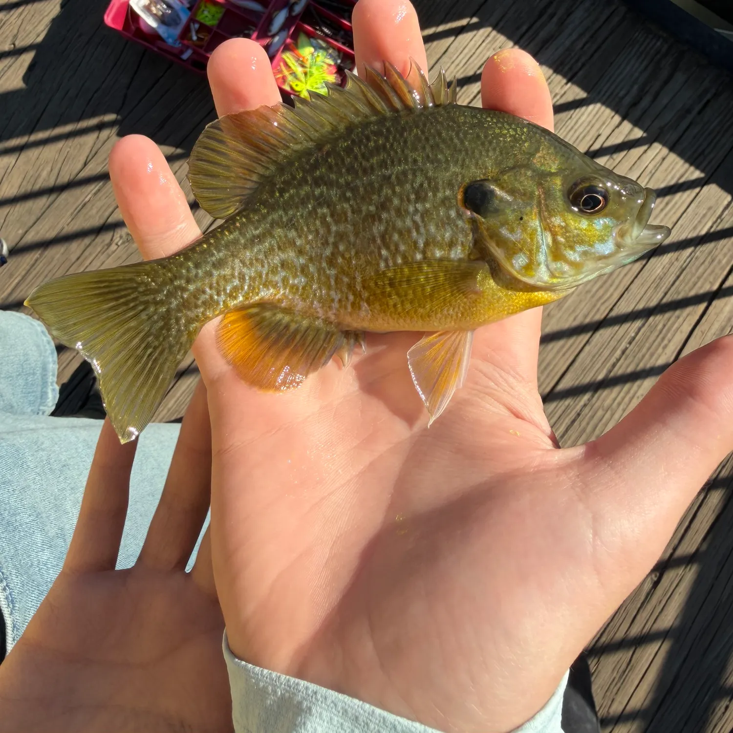Green sunfish caught on Fishbrain
