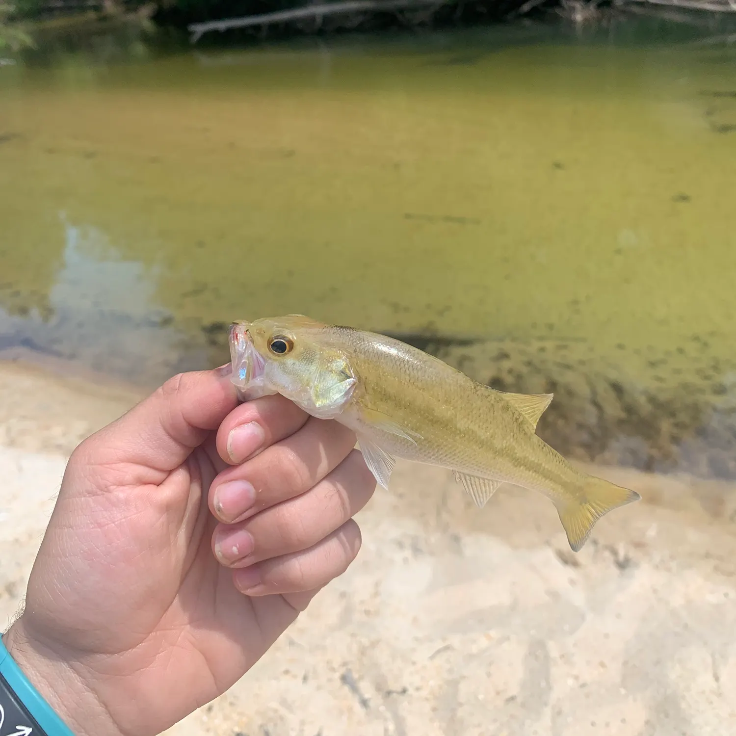 The most recent Choctaw bass catches on Fishbrain