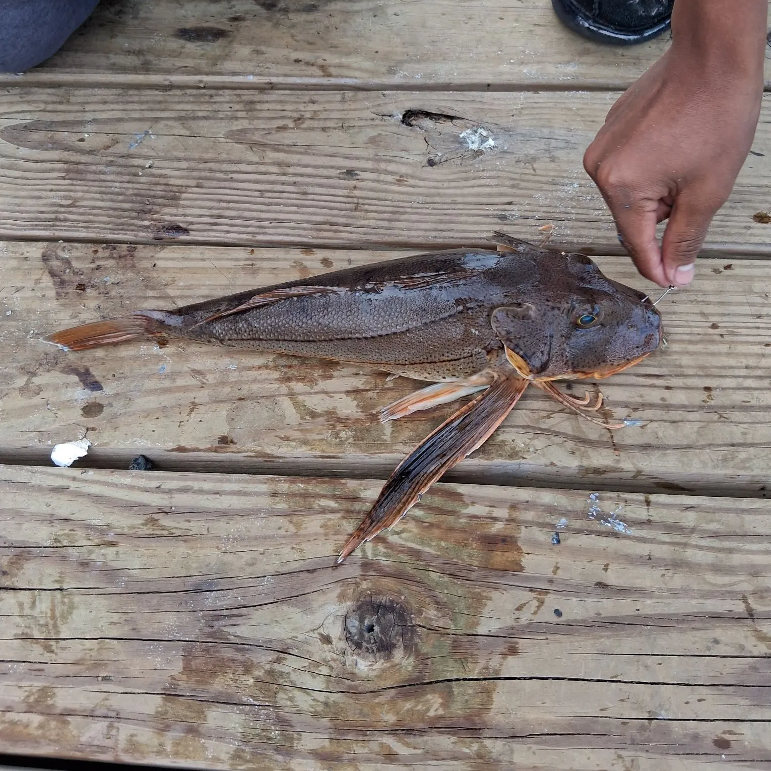Striped searobin caught on Fishbrain