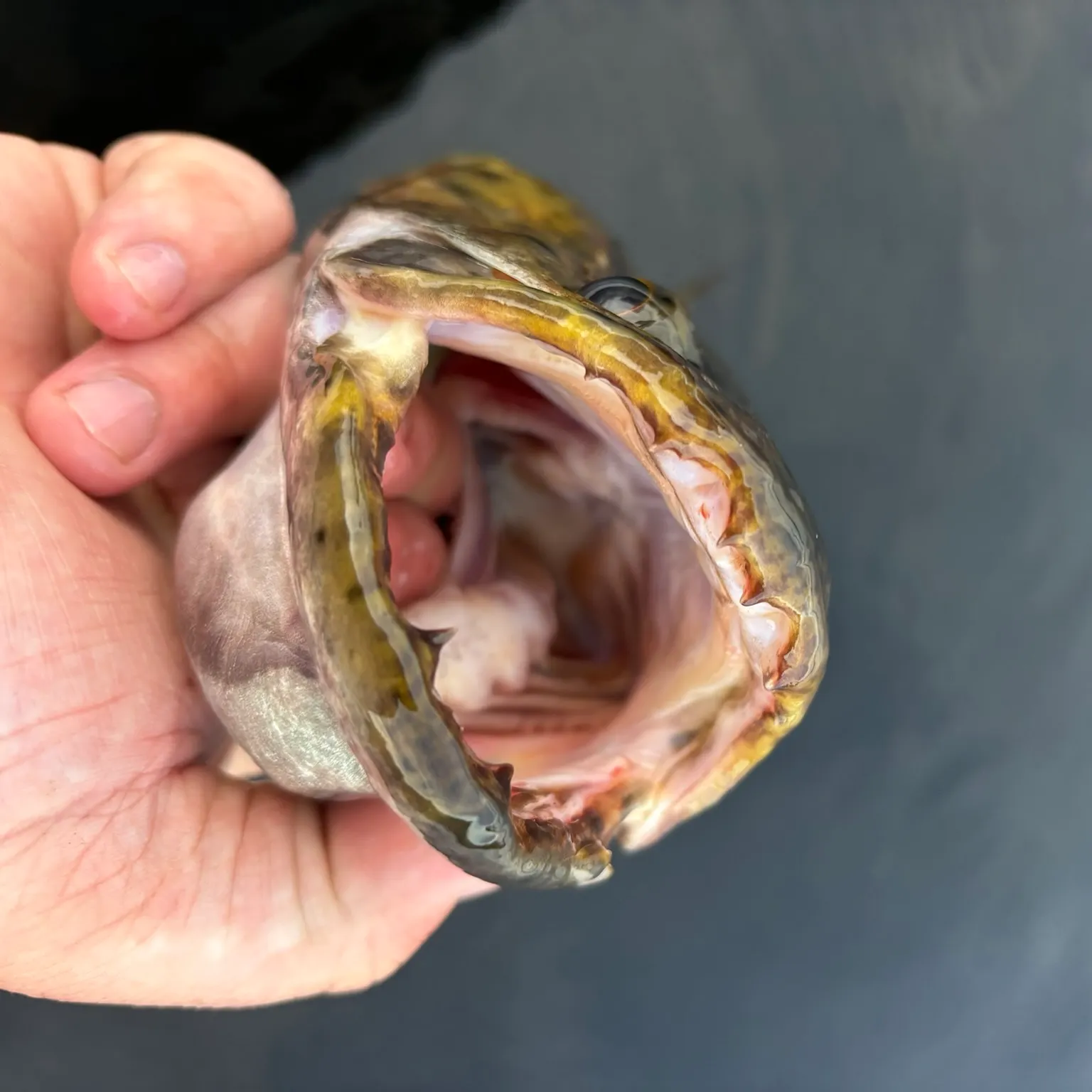 The most recent Anjumara catches on Fishbrain