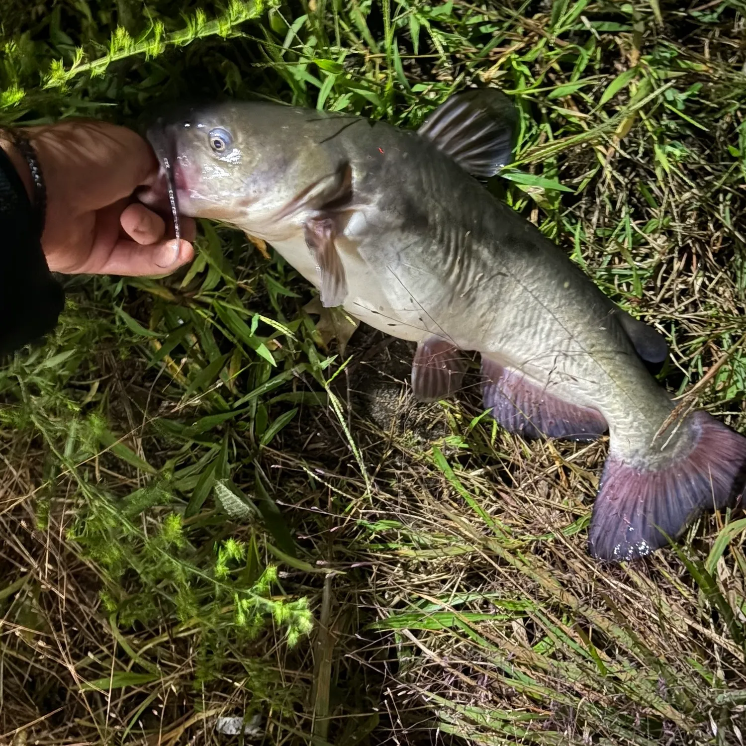 White bullhead caught on Fishbrain