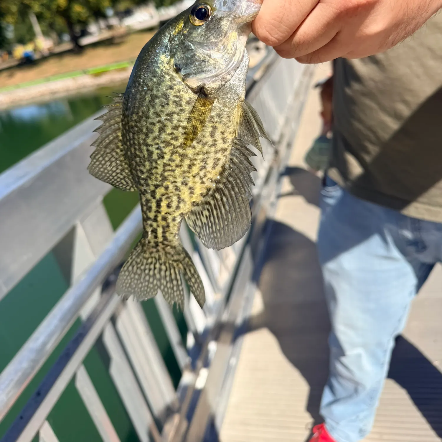 Black crappie caught on Fishbrain