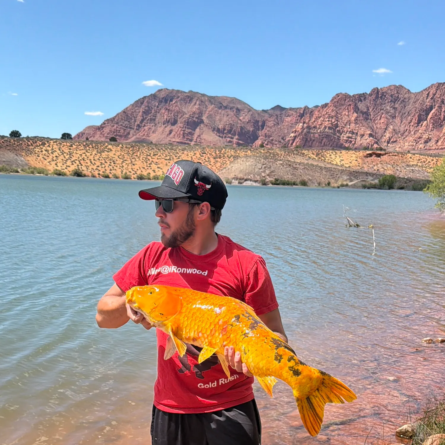 The most recent Koi carp catches on Fishbrain
